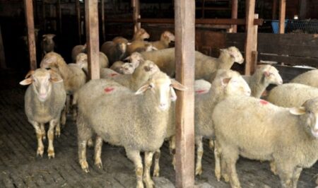 Koyun ve Keçi Yem Fiyatları 2023 Güncel Liste