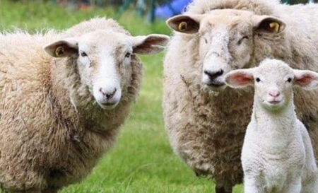 Koyun ve Keçi Yem Fiyatları 2023 Küçükbaş Yem Fiyatları