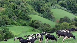 Anaç Sığır Desteklemeleri 2021 Başvuru ve Şartları
